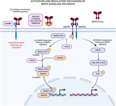 Frontiers | The Role Of BMP4 In Adipose-derived Stem Cell ...